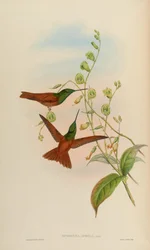 Diphogena aurora = Coeligena iris aurora